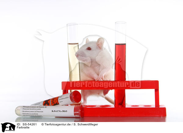 Farbratte / fancy rat / SS-54261