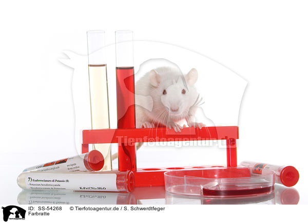 Farbratte / fancy rat / SS-54268