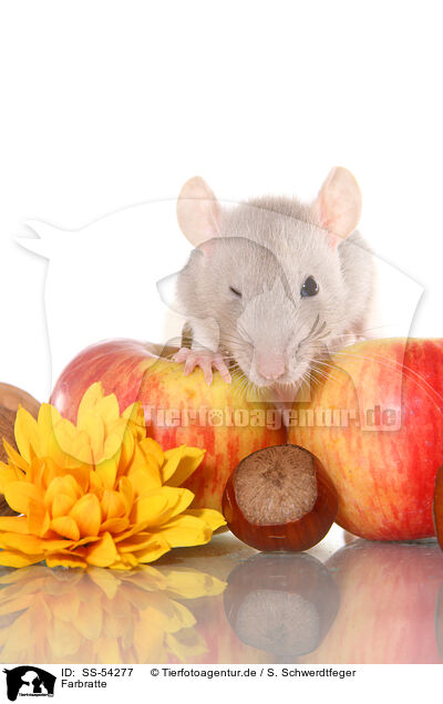 Farbratte / fancy rat / SS-54277