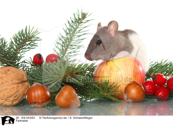 Farbratte / fancy rat / SS-54283