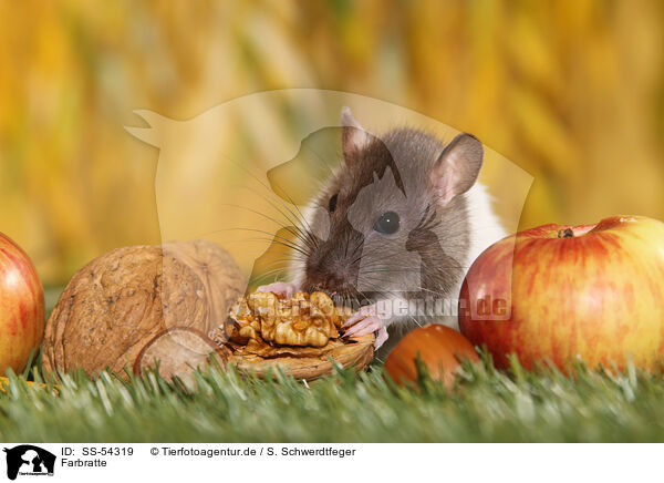 Farbratte / fancy rat / SS-54319