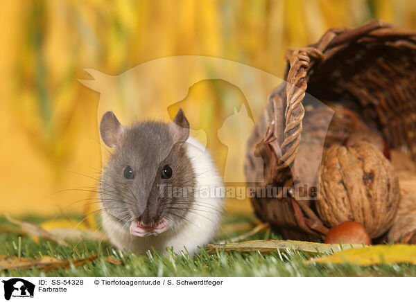Farbratte / fancy rat / SS-54328