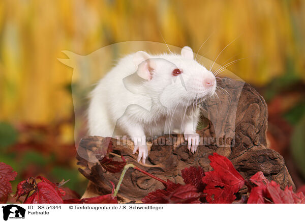 Farbratte / fancy rat / SS-54344