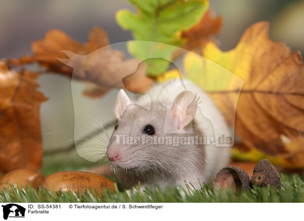 Farbratte / fancy rat / SS-54381
