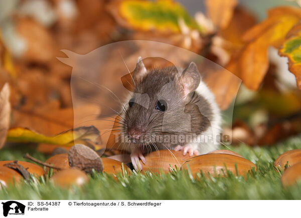 Farbratte / fancy rat / SS-54387