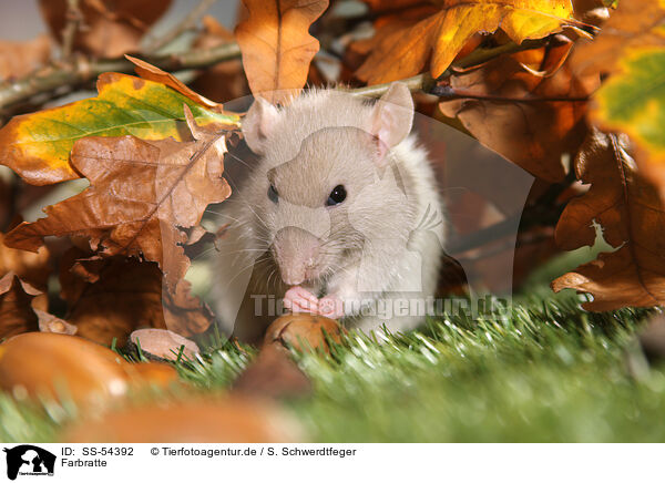 Farbratte / fancy rat / SS-54392