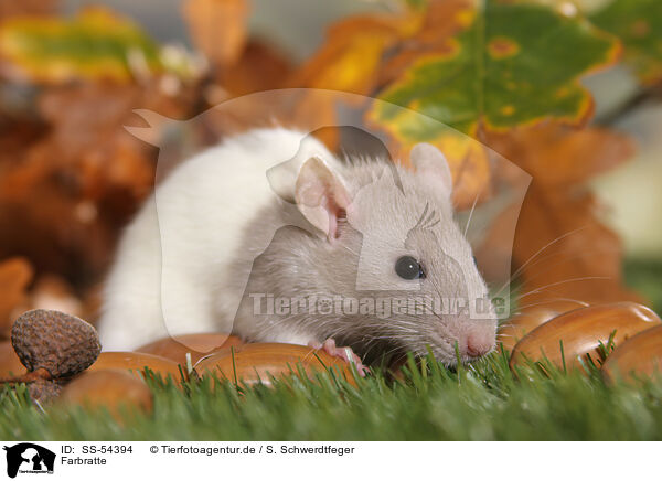 Farbratte / fancy rat / SS-54394