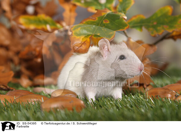 Farbratte / fancy rat / SS-54395