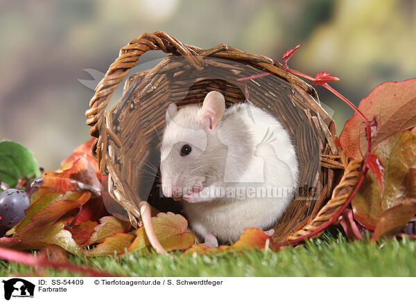 Farbratte / fancy rat / SS-54409