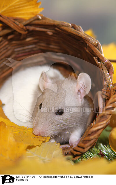 Farbratte / fancy rat / SS-54420
