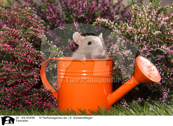 Farbratte / fancy rat / SS-54456