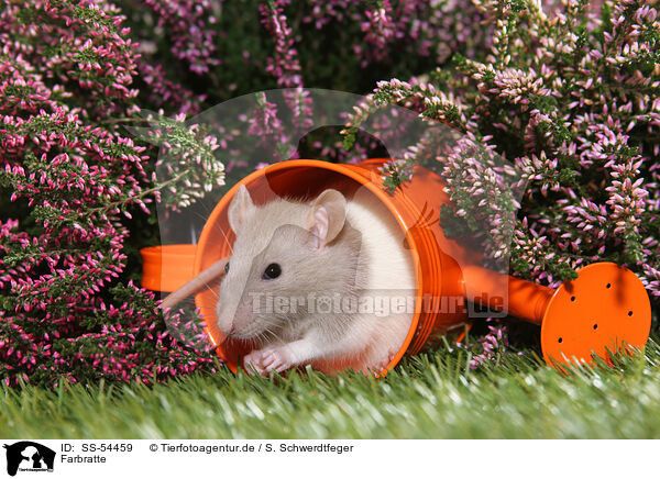 Farbratte / fancy rat / SS-54459
