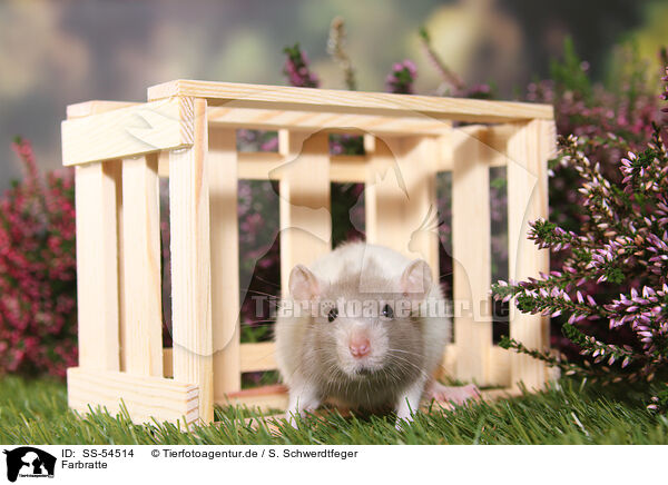 Farbratte / fancy rat / SS-54514