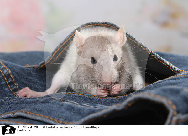 Farbratte / fancy rat / SS-54529