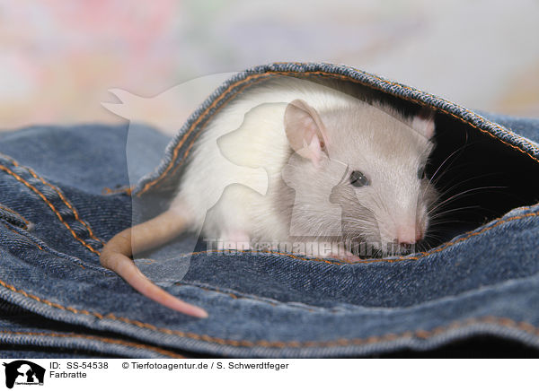 Farbratte / fancy rat / SS-54538