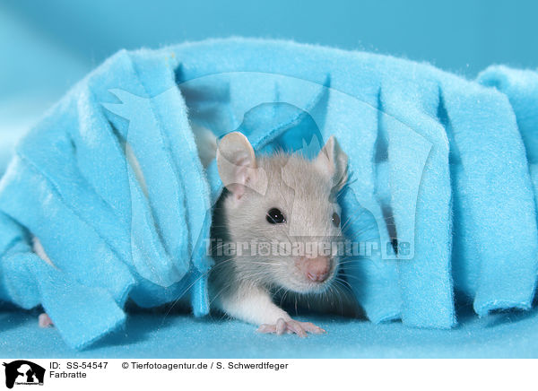 Farbratte / fancy rat / SS-54547