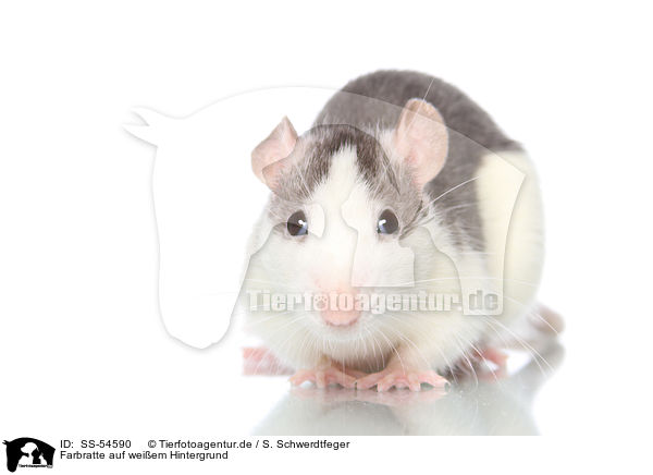 Farbratte auf weiem Hintergrund / fancy rat on white background / SS-54590