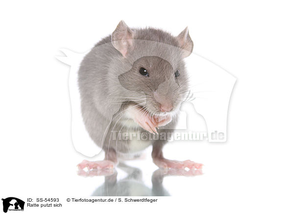 Ratte putzt sich / preening rat / SS-54593