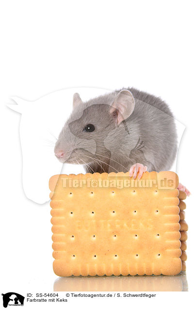 Farbratte mit Keks / fancy rat with biscuit / SS-54604