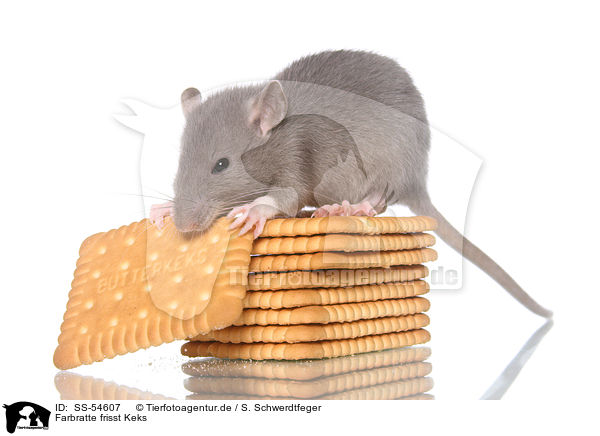Farbratte frisst Keks / fancy rat eats biscuit / SS-54607
