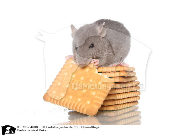 Farbratte frisst Keks / fancy rat eats biscuit / SS-54608