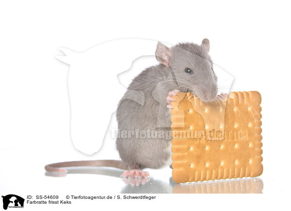 Farbratte frisst Keks / fancy rat eats biscuit / SS-54609