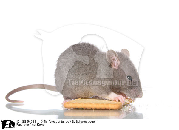 Farbratte frisst Keks / fancy rat eats biscuit / SS-54611
