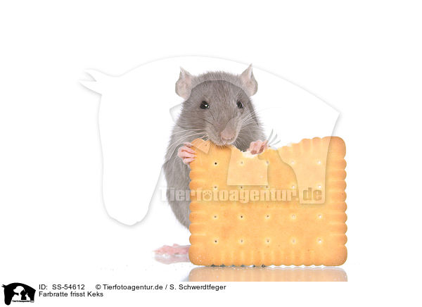 Farbratte frisst Keks / fancy rat eats biscuit / SS-54612