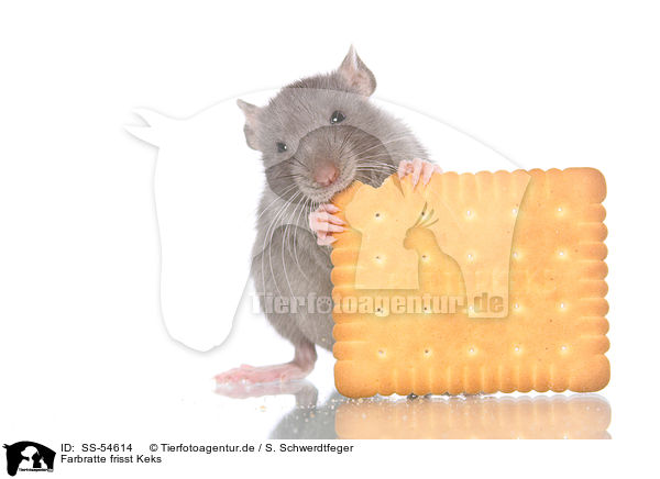 Farbratte frisst Keks / fancy rat eats biscuit / SS-54614