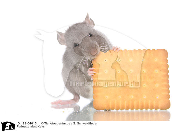 Farbratte frisst Keks / fancy rat eats biscuit / SS-54615