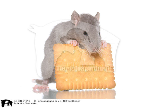 Farbratte frisst Keks / fancy rat eats biscuit / SS-54616