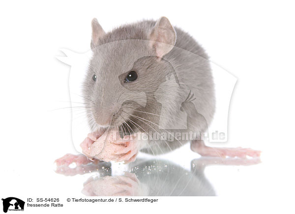 fressende Ratte / SS-54626