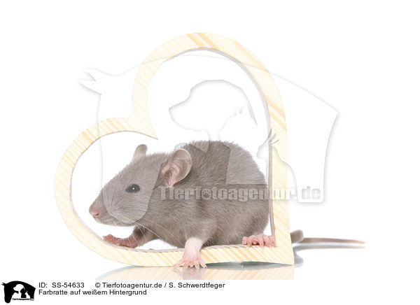 Farbratte auf weiem Hintergrund / fancy rat on white background / SS-54633