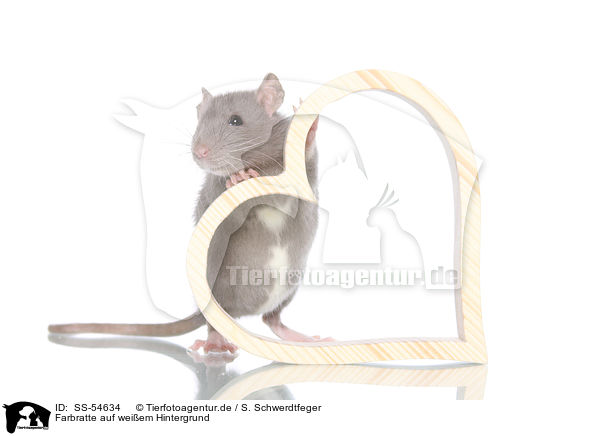Farbratte auf weiem Hintergrund / fancy rat on white background / SS-54634