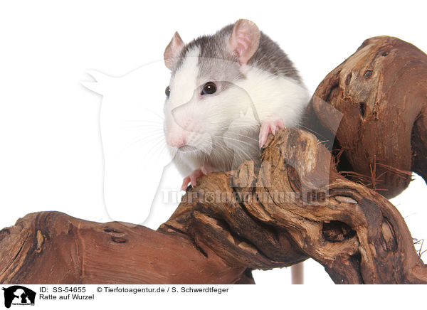 Ratte auf Wurzel / rat on root / SS-54655