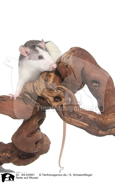 Ratte auf Wurzel / rat on root / SS-54661