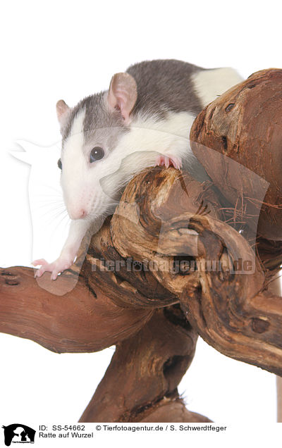 Ratte auf Wurzel / rat on root / SS-54662