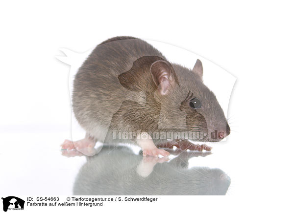 Farbratte auf weiem Hintergrund / fancy rat on white background / SS-54663