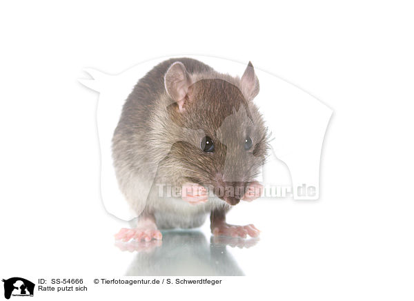 Ratte putzt sich / preening rat / SS-54666
