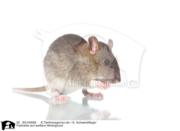 Farbratte auf weiem Hintergrund / fancy rat on white background / SS-54668