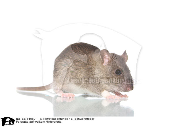 Farbratte auf weiem Hintergrund / fancy rat on white background / SS-54669