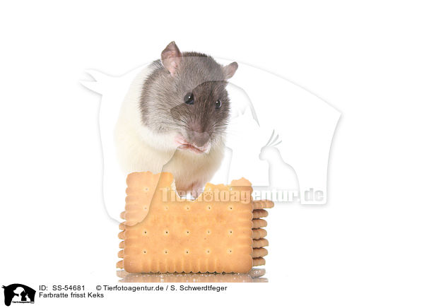 Farbratte frisst Keks / fancy rat eats biscuit / SS-54681