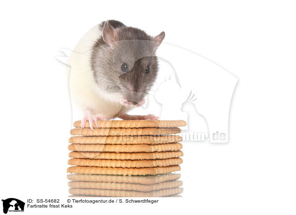 Farbratte frisst Keks / fancy rat eats biscuit / SS-54682