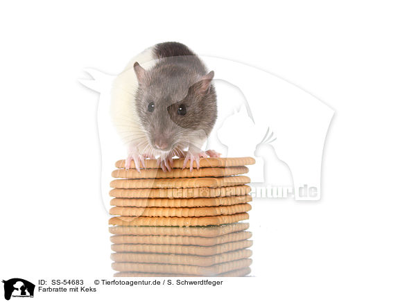 Farbratte mit Keks / fancy rat with biscuit / SS-54683
