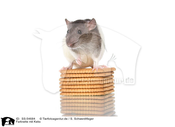 Farbratte mit Keks / fancy rat with biscuit / SS-54684