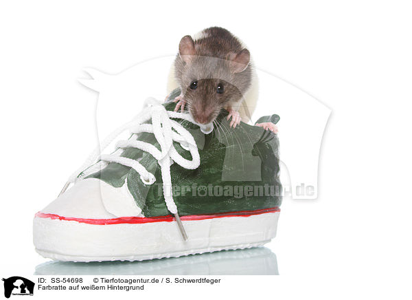Farbratte auf weiem Hintergrund / fancy rat on white background / SS-54698