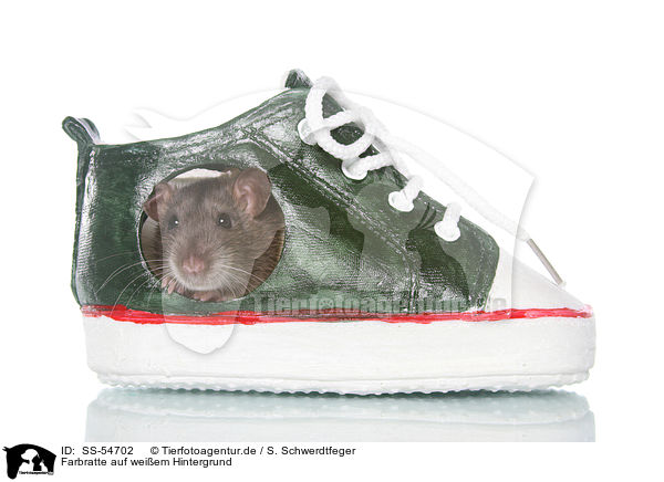 Farbratte auf weiem Hintergrund / fancy rat on white background / SS-54702