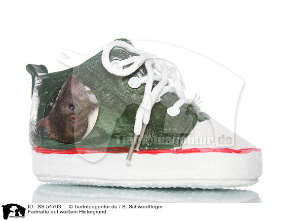 Farbratte auf weiem Hintergrund / fancy rat on white background / SS-54703