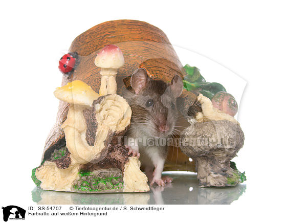Farbratte auf weiem Hintergrund / fancy rat on white background / SS-54707
