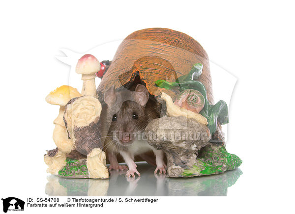 Farbratte auf weiem Hintergrund / fancy rat on white background / SS-54708